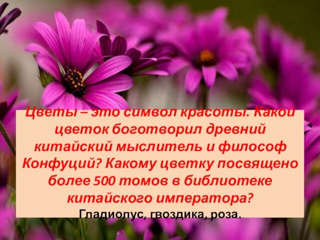 Цветы – это символ красоты. Какой цветок боготворил древний китайский мыслитель и