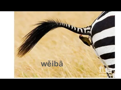 wěibā