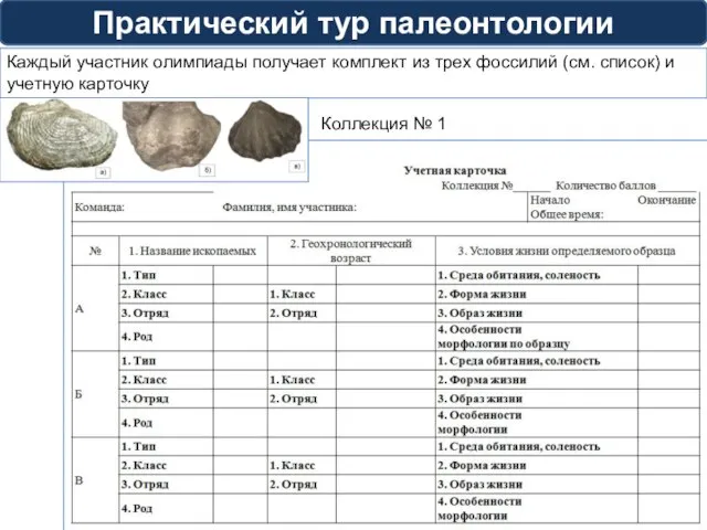 Практический тур палеонтологии Каждый участник олимпиады получает комплект из трех фоссилий (см.