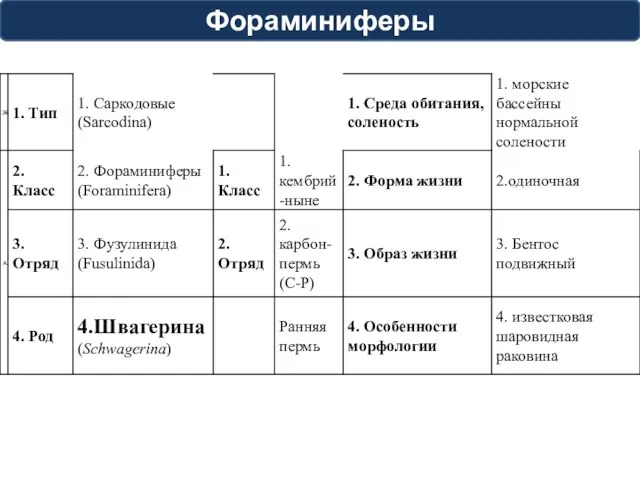 Фораминиферы