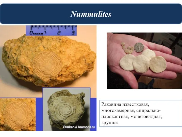 Nummulites Раковина известковая, многокамерная, спирально-плоскостная, монетовидная, крупная