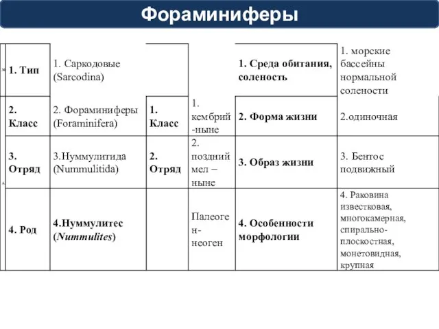 Фораминиферы