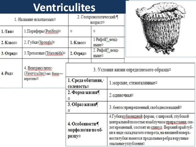 Ventriculites