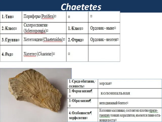 Chaetetes