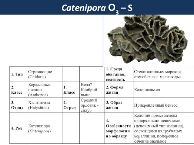 Catenipora О3 – S