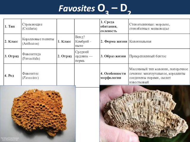 Favosites O3 – D2