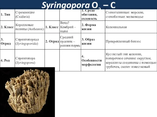 Syringopora O3 – C