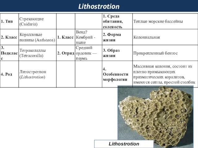 Lithostrotion Lithostrotion