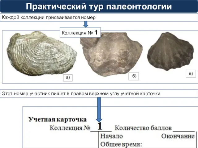 Практический тур палеонтологии Каждой коллекции присваивается номер Коллекция № 1 Этот номер