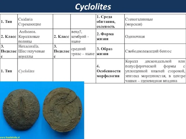 Cyclolites