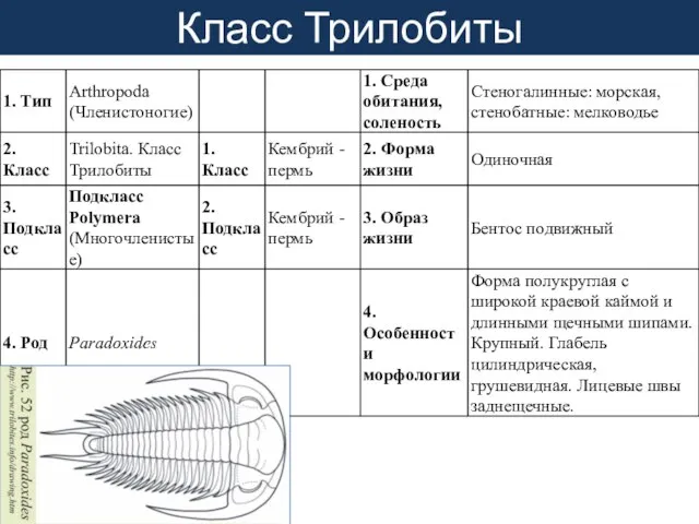 Класс Трилобиты