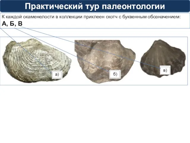 Практический тур палеонтологии К каждой окаменелости в коллекции приклеен скотч с буквенным обозначением: А, Б, В