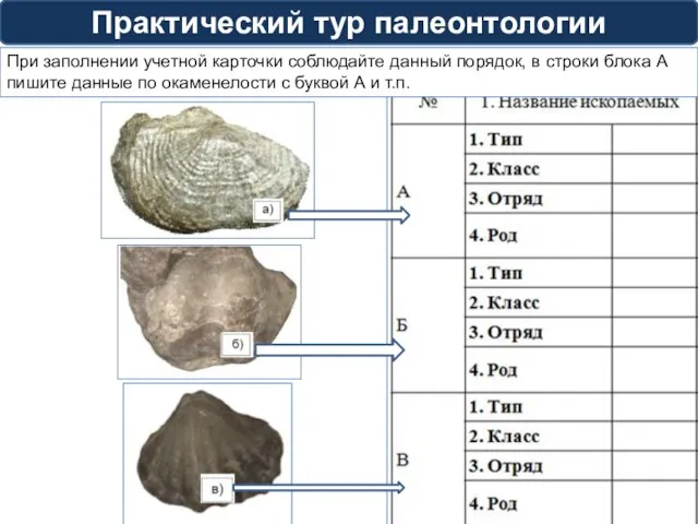 Практический тур палеонтологии При заполнении учетной карточки соблюдайте данный порядок, в строки