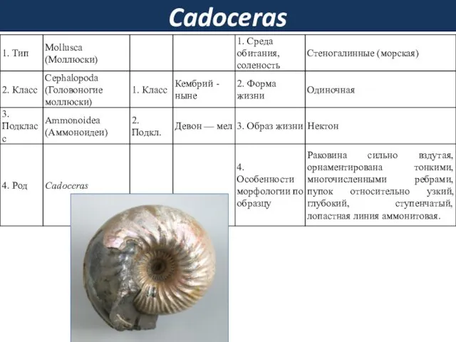 Cadoceras