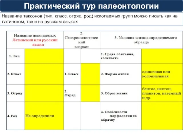 Практический тур палеонтологии Название таксонов (тип, класс, отряд, род) ископаемых групп можно