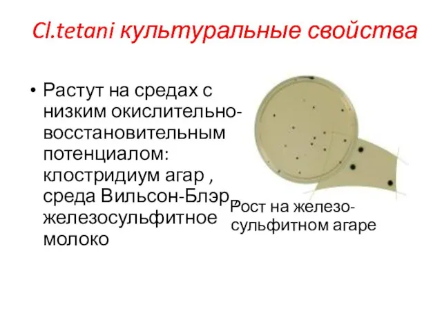 Растут на средах с низким окислительно-восстановительным потенциалом: клостридиум агар , среда Вильсон-Блэр