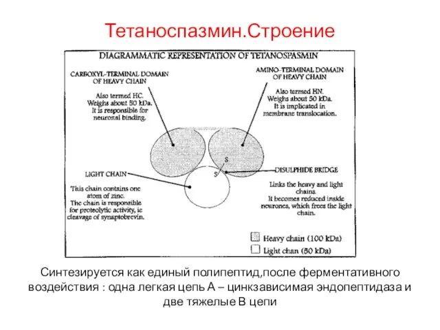 Тетаноспазмин.Строение Синтезируется как единый полипептид,после ферментативного воздействия : одна легкая цепь А