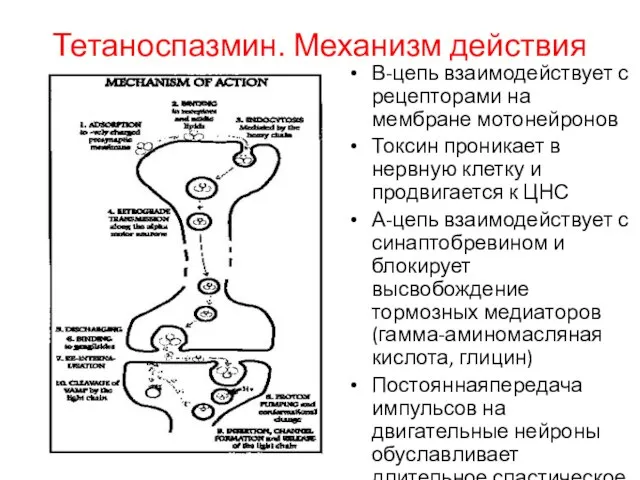 Тетаноспазмин. Механизм действия В-цепь взаимодействует с рецепторами на мембране мотонейронов Токсин проникает