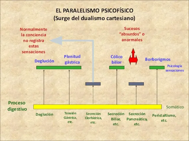 EL PARALELISMO PSICOFÍSICO (Surge del dualismo cartesiano) Proceso digestivo Deglución Deglución Somático