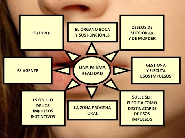 EL ÓRGANO BOCA Y SUS FUNCIONES LA ZONA ERÓGENA ORAL ES FUENTE