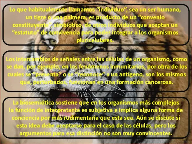 Lo que habitualmente llamamos “individuo”, sea un ser humano, un tigre o