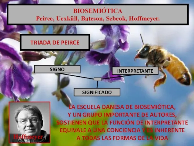 BIOSEMIÓTICA Peirce, Uexküll, Bateson, Sebeok, Hoffmeyer. SIGNO SIGNIFICADO INTERPRETANTE TRIADA DE PEIRCE