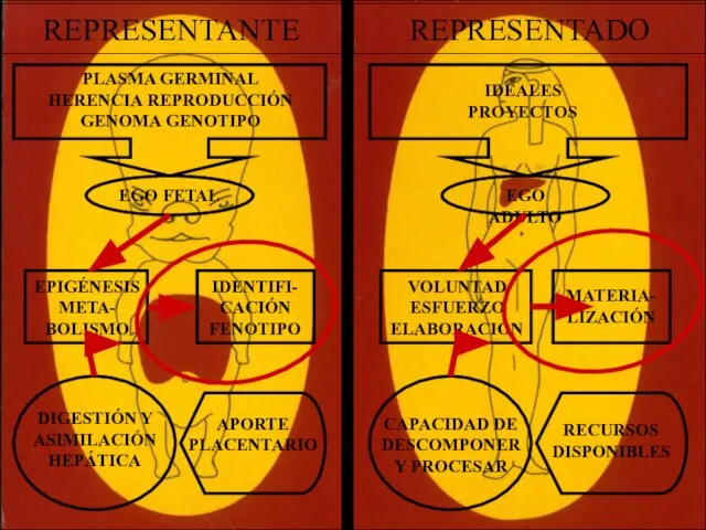 REPRESENTANTE REPRESENTADO PLASMA GERMINAL HERENCIA REPRODUCCIÓN GENOMA GENOTIPO IDEALES PROYECTOS EGO FETAL