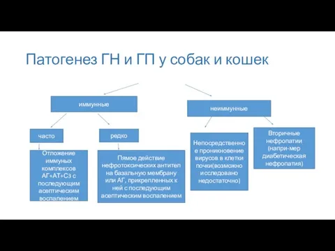 Патогенез ГН и ГП у собак и кошек иммунные неиммунные часто редко