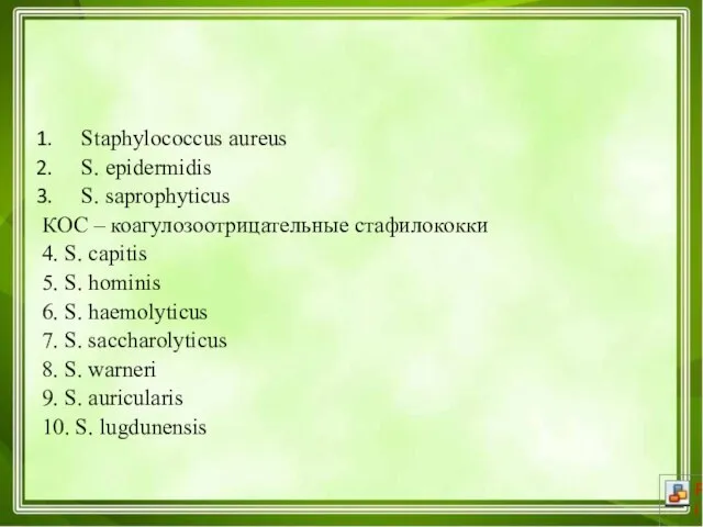 Staphylococcus aureus S. epidermidis S. saprophyticus КОС – коагулозоотрицательные стафилококки 4. S.