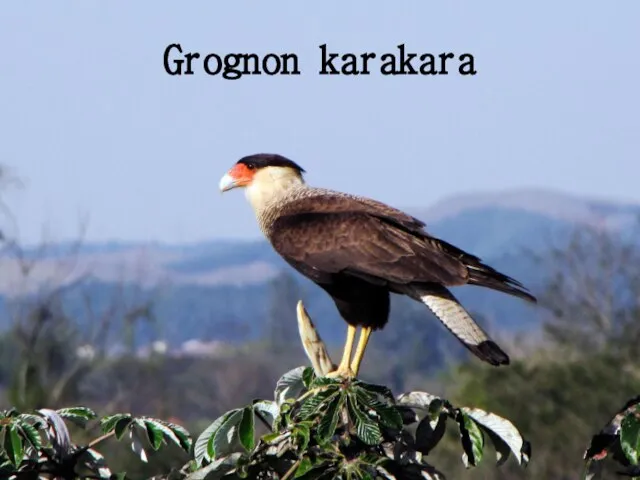 Grognon karakara