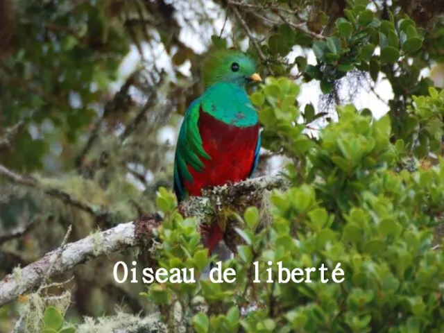 Oiseau de liberté