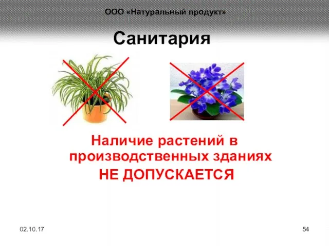 Санитария Наличие растений в производственных зданиях НЕ ДОПУСКАЕТСЯ 02.10.17