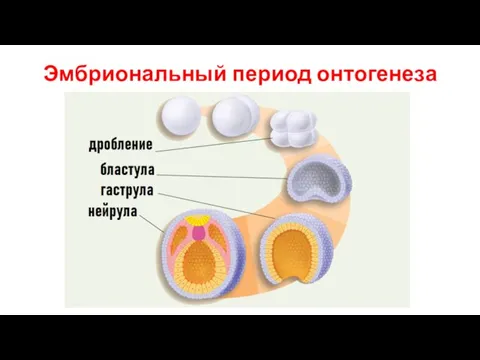 Эмбриональный период онтогенеза