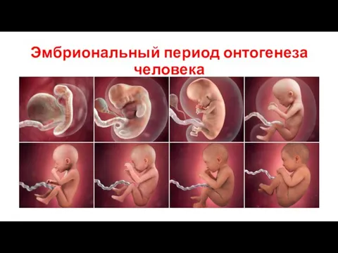 Эмбриональный период онтогенеза человека