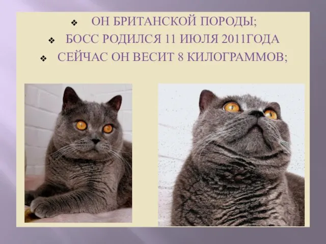 ОН БРИТАНСКОЙ ПОРОДЫ; БОСС РОДИЛСЯ 11 ИЮЛЯ 2011ГОДА СЕЙЧАС ОН ВЕСИТ 8 КИЛОГРАММОВ;