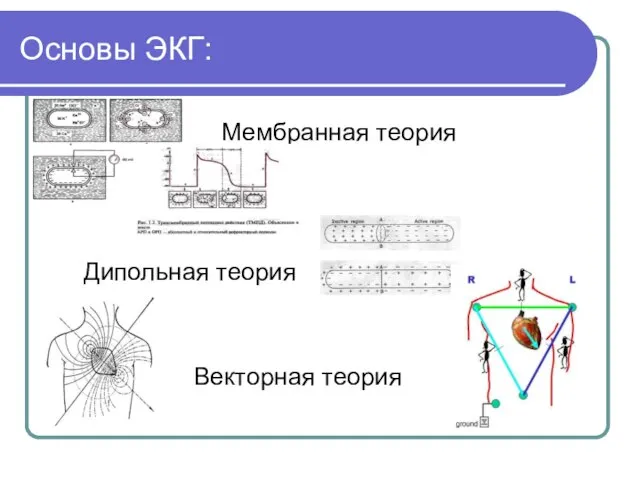 Основы ЭКГ: Мембранная теория Дипольная теория Векторная теория