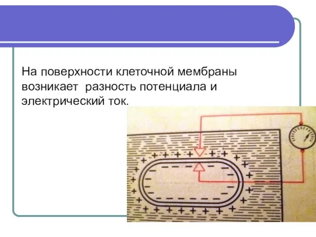 На поверхности клеточной мембраны возникает разность потенциала и электрический ток.