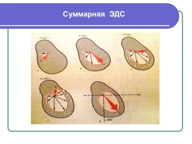 Суммарная ЭДС