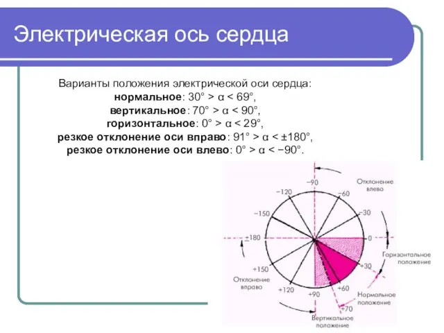 Электрическая ось сердца Варианты положения электрической оси сердца: нормальное: 30° > α