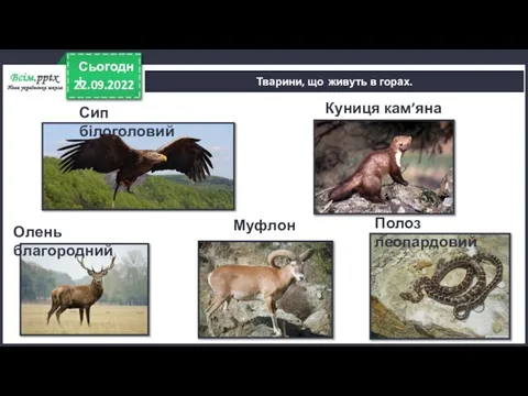 22.09.2022 Сьогодні Тварини, що живуть в горах. Сип білоголовий Муфлон Олень благородний Куниця кам’яна Полоз леопардовий