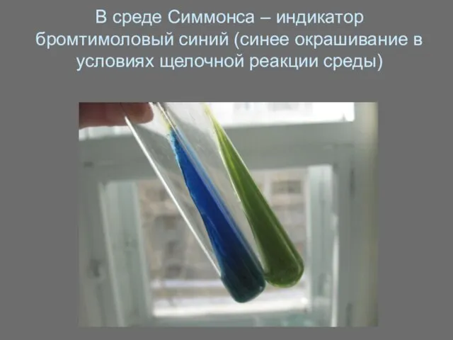 В среде Симмонса – индикатор бромтимоловый синий (синее окрашивание в условиях щелочной реакции среды)