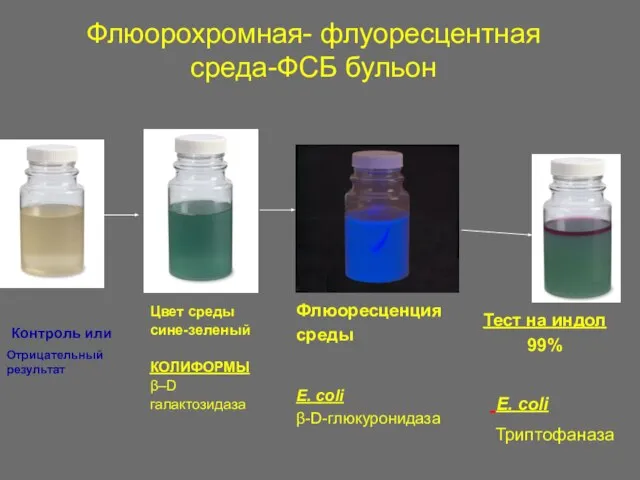Флюорохромная- флуоресцентная среда-ФСБ бульон Флюоресценция среды E. coli β-D-глюкуронидаза Цвет среды сине-зеленый
