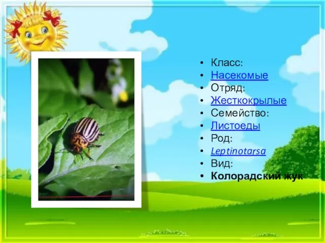 Класс: Насекомые Отряд: Жесткокрылые Семейство: Листоеды Род: Leptinotarsa Вид: Колорадский жук