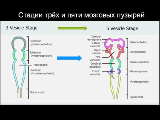 Стадии трёх и пяти мозговых пузырей