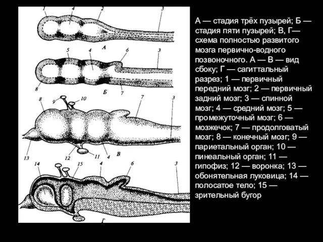 А — стадия трёх пузырей; Б — стадия пяти пузырей; В, Г—