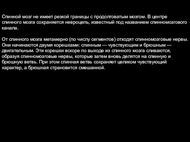 Спинной мозг не имеет резкой границы с продолговатым мозгом. В центре спинного