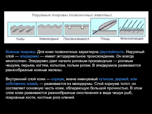 Кожные покровы. Для кожи позвоночных характерна двуслойность. Наружный слой — эпидермис —