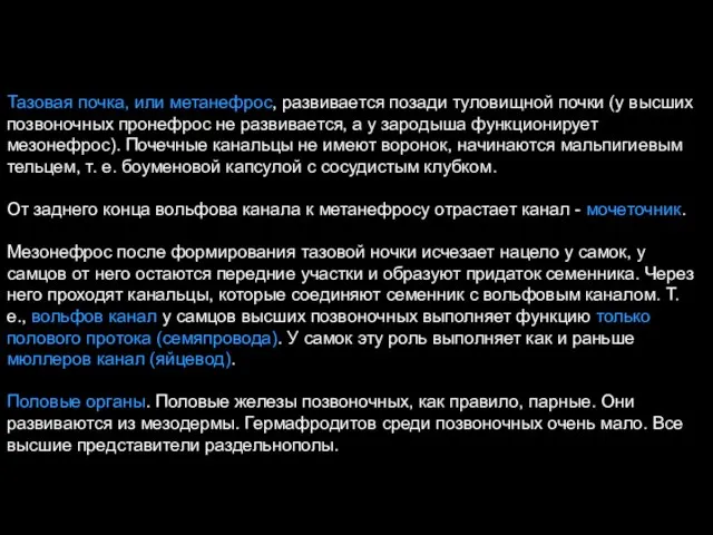 Тазовая почка, или метанефрос, развивается позади туловищной почки (у высших позвоночных пронефрос