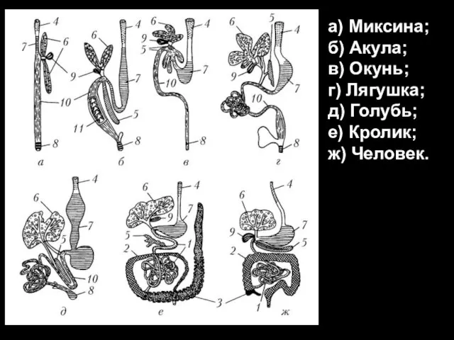 а) Миксина; б) Акула; в) Окунь; г) Лягушка; д) Голубь; е) Кролик; ж) Человек.