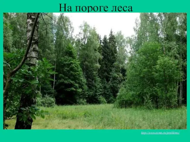 На пороге леса http://www.ecmo.ru/problems/